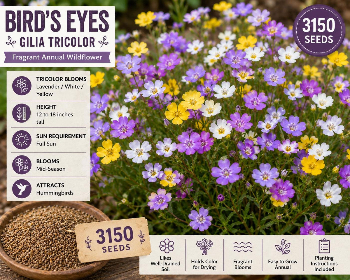 Bird's Eyes Wildflower Seeds – Gilia tricolor Annual Mix with Lavender, White & Yellow Blooms for Garden, Meadow & Wildflower Planting