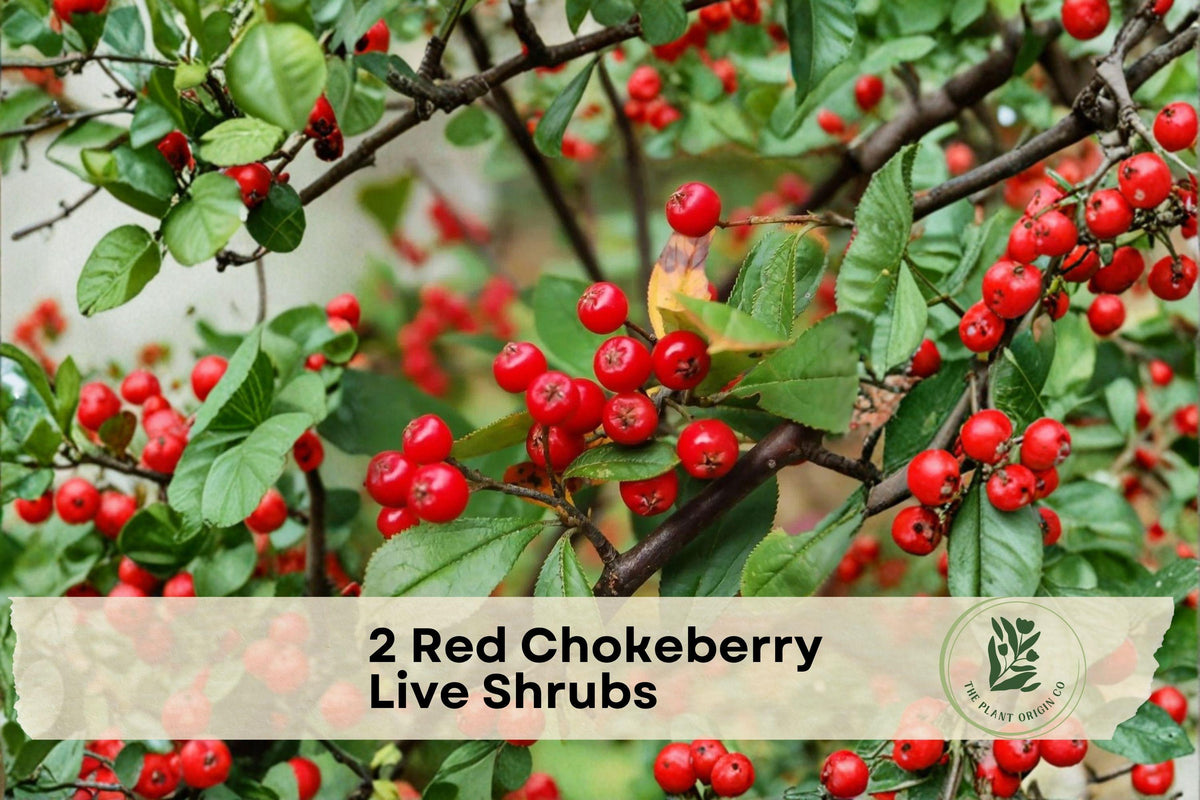 Red Chokeberry Shrubs, 4-Inch Pots, Aronia arbutifolia, Native North American, Ornamental Berry, Wildlife & Pollinator Friendly