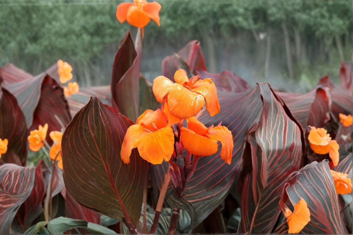 Wyoming Canna Lily Bulbs – Canna indica Tropical Dark Foliage Flower Bulbs for Garden, Patio, Landscape