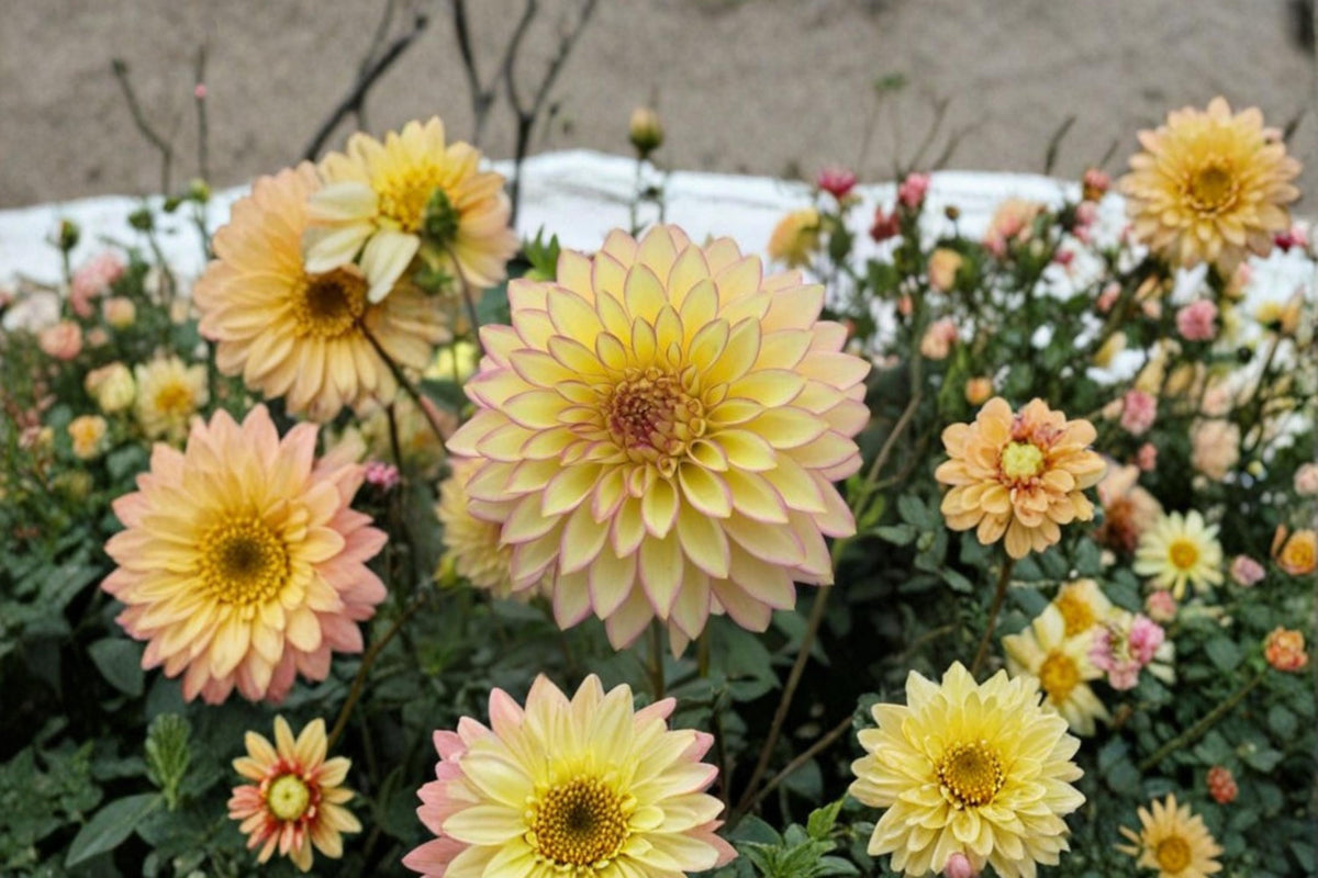 Dahlia Flower Seeds – Exotic Mix for Vibrant Garden Blooms – Ornamental Dahlia Seeds (Dahlia spp.) – 100 Seeds for Colorful Landscaping