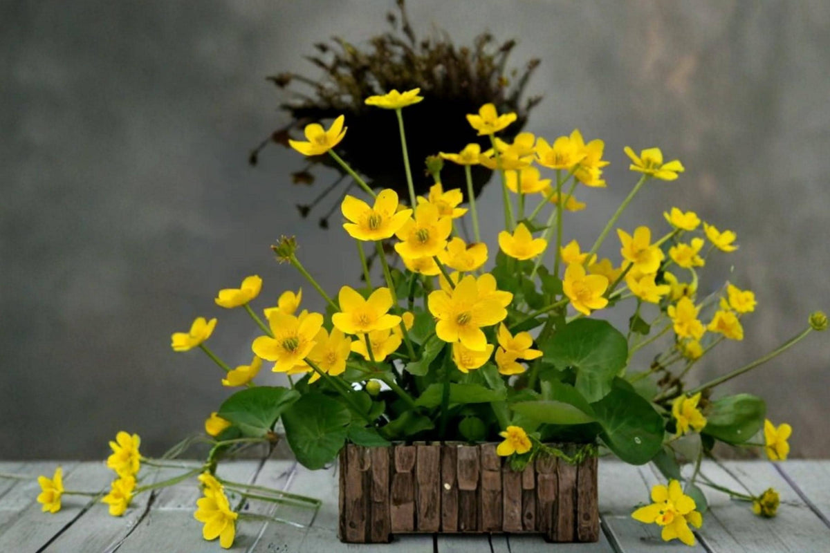 Marsh Marigold Seeds 50 Pack – Caltha palustris Wetland Flower Seeds for Rain Gardens, Pond Edges & Moist Garden Areas