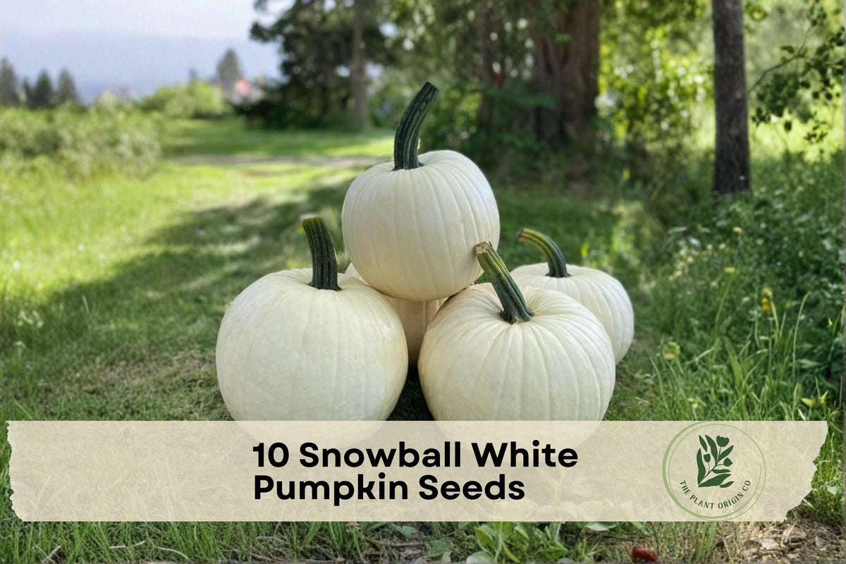 Snowball White Pumpkin Seeds – Cucurbita pepo, Bright White, 10 Pack for Fall Garden, Vegetable & Decorative Harvest Displays