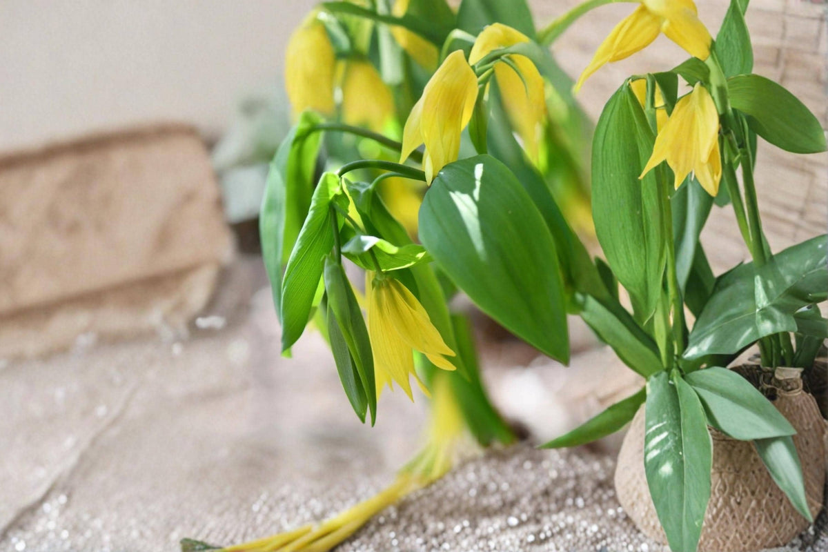 Bellwort Seeds – Uvularia grandiflora Native Woodland Perennial with Yellow Bell-Shaped Blooms