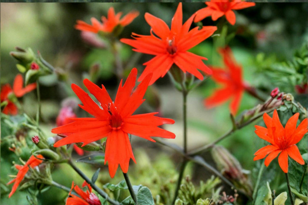 Fire Pink Wildflower Seeds – 50 Native Silene virginica Seeds for Woodland, Shade Garden, Pollinator-Friendly Landscaping