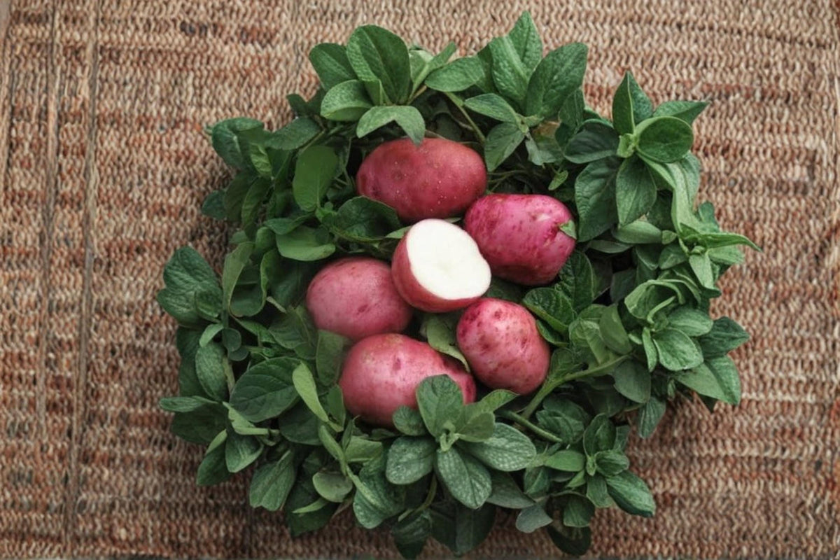 Red Pontiac Seed Potatoes 2 Pounds – Solanum tuberosum Red Skin Vegetable Tubers for Planting