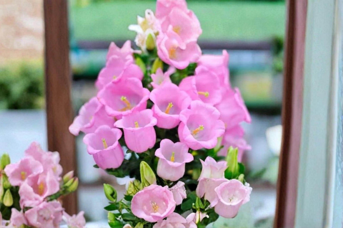 Pink Bellflower Seeds – Campanula medium Canterbury Bells Flower Seeds for Garden Planting, Pink Flowers, Ornamental, Pollinator-Friendly