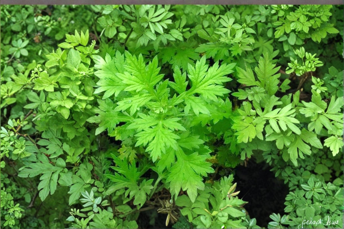 Mugwort Herb Seeds 100 Pack – Artemisia vulgaris Perennial Garden Herb for Wildflower and Natural Landscapes