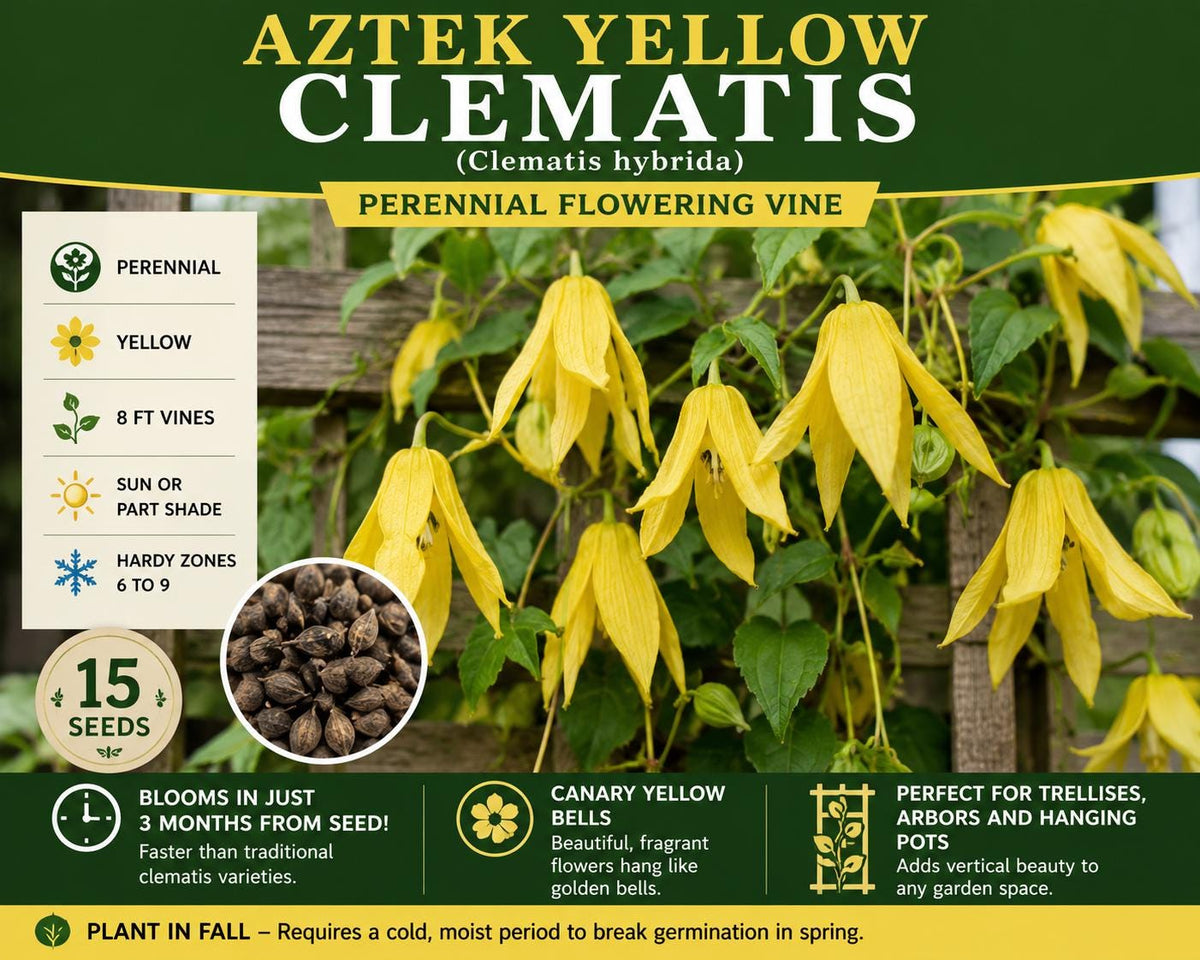 Aztek Yellow Clematis Seeds – Perennial Flowering Vine with Canary Yellow Bell-Shaped Flowers – Clematis hybrida, 15 Seeds