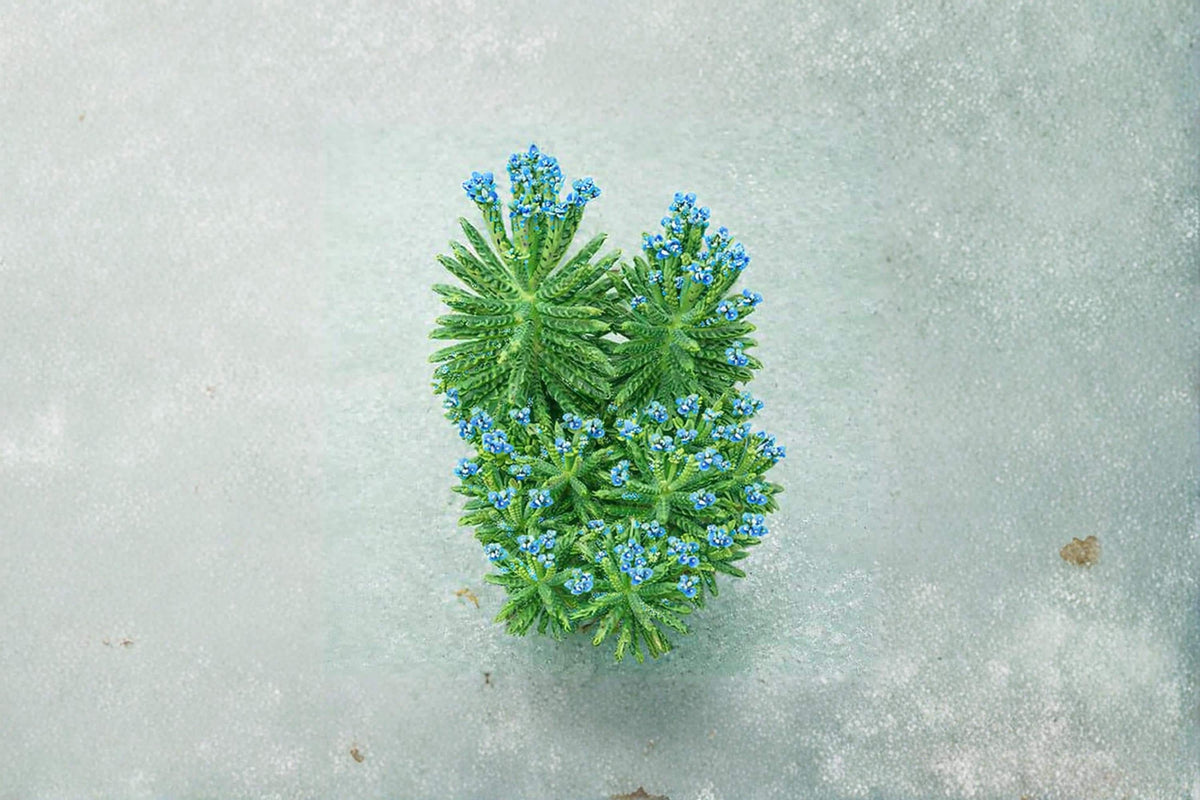 Mother of Millions Live Succulent Starter Plant – Kalanchoe delagoensis in 2 Inch Pot, Indoor Houseplant, Unique Plantlets