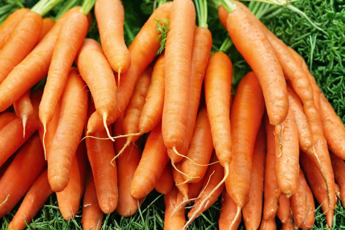 Nantes Scarlet Carrot Seeds – Daucus carota, Heirloom Orange Root Crop, 775 Seeds for Garden, Full Sun, Well-Drained Soil