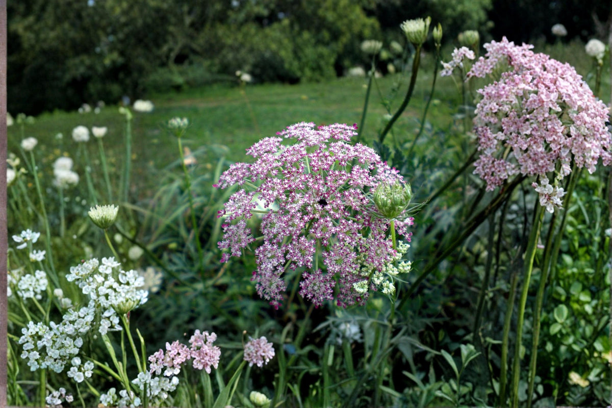 Ammi Dara Flower Seeds 100 Mixed Color Queen Anne’s Lace Daucus carota Wildflower Garden Seeds