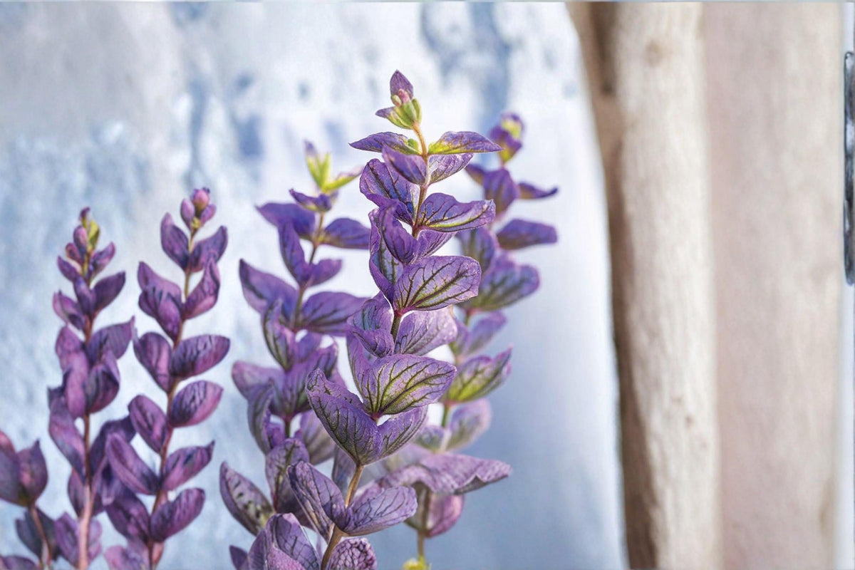 Oxford Blue Salvia Seeds – Salvia nemorosa Perennial Garden Flower Seeds for Borders & Pollinator Gardens