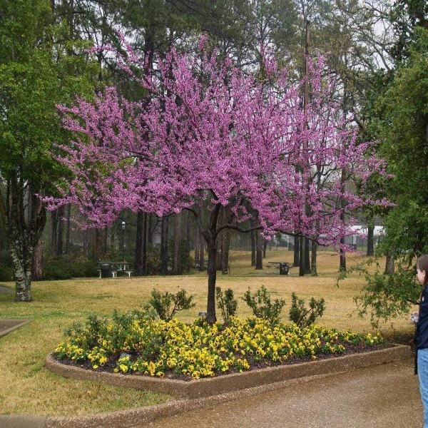 Forest Pansy Redbud Tree Live Plant 4–6 Ft – Purple Leaf Flowering Tree for Landscaping, Ornamental Garden Tree for Outdoor