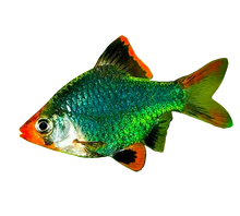 Tiger Barb Green