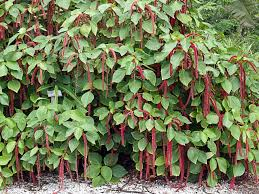 Giant Chenille Live Starter Plant – Acalypha hispida Red Cat Tail Plant