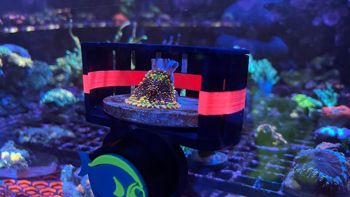 ClearShroom — Magnetic Mushroom  Cage by Rhino’s Reef