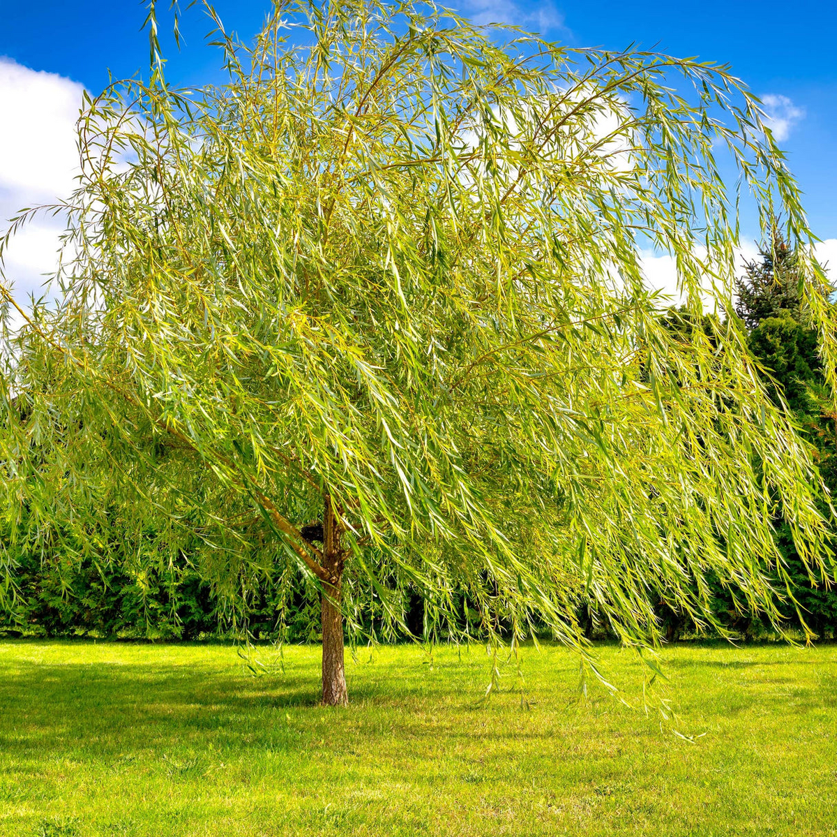1 Bright Green Weeping Willow Tree - Salix babylonica | 14-24" Bare Root | Fast-Growing Shade Tree for Landscaping