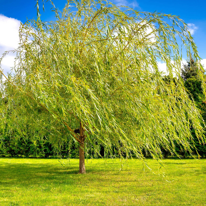 1 Bright Green Weeping Willow Tree - Salix babylonica | 14-24" Bare Root | Fast-Growing Shade Tree for Landscaping