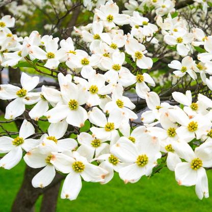 1 White Dogwood Tree - Cornus florida | 12–24” Live Bare Root | Native Flowering Tree with Spring Blooms for Landscapes