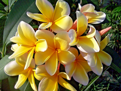 Yellow Plumeria Cutting - Fragrant Lei Flower, Tropical Plant, Freshly Cut, Fast Rooting, Zones 9-11, Container or Garden, Grower's Guide Included