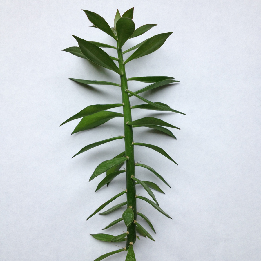 5 Pereskiopsis Spathulata Cuttings 2-4" Grafting Stock Cactus Rooting Starter Plants