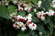 1 Bleeding Heart Rooted Starter Plant - Clerodendrum thomsoniae, White & Red Blooms, Hardy Vine for Garden, Perfect for Landscapes