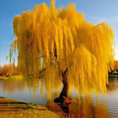 Gold Weeping Willow Cuttings - 5 Pack - Fast Growing Shade Tree - Bonsai or Landscape - Live Stake Propagation -