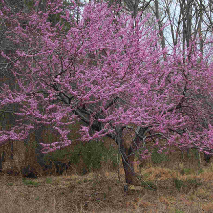 1 Eastern Redbud Tree - Cercis canadensis | 14–18” Live Bare Root | Native Flowering Tree for Landscape & Wildlife