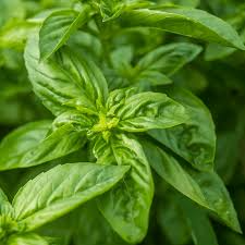 600 Seeds Sweet Basil – Ocimum basilicum, Classic Culinary Herb for Cooking & Gardening