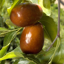 Lang JuJube Tree Cuttings - 5 Pcs, Chinese Dates, Sweet & Crisp Fruit, Dwarf (<8 ft), Zones 5-10, Drought Tolerant, No Grafting Needed