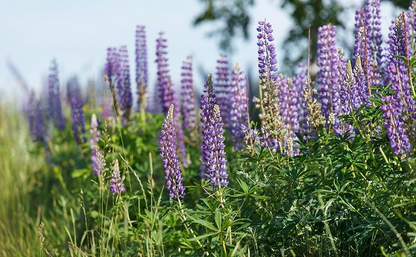 Lupinus Seeds - 50 Count - Wild Alaska Harvested - Perennial Flower - Nitrogen Fixer