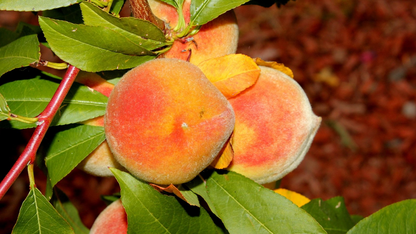 Elberta Peach Tree Cuttings - 4 Live 7+ Inch Cuttings, Prunus persica, Fruit Tree Propagation