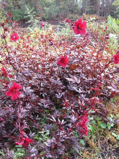 7 Live Cranberry Hibiscus Plant Clippings - Organic Edible Perennial, Perfect for Gardening & Cooking