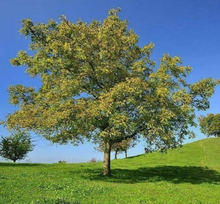 1 Black Walnut Tree - Juglans nigra | 12–24” Live Bare Root Plant | Hardy Native Nut Tree for Shade & Edible Landscapes