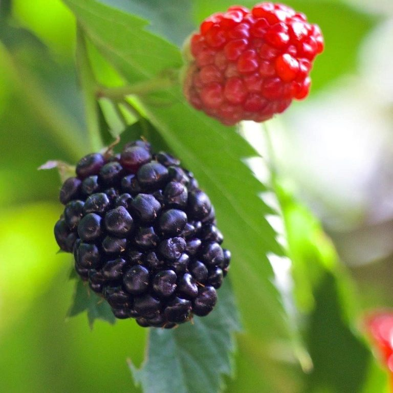 5 TRIPLE CROWN BLACKBERRY Scion Cuttings (Rubus fruticosus) for Rooting or Grafting, 8-10", Heirloom, Sweet Blackberry Bush