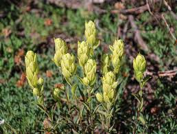 100 mg Seeds Castilleja sulphurea (Sulfur Paintbrush) Indian Paint Brush for Planting