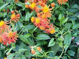Mexican Flame Vine Cuttings - 10 Live Cuttings, Pseudogynoxys chenopodioides, Orange Flowering Vine