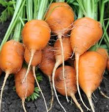 250 Parisian Carrot Seeds | Heirloom Non-GMO Round Carrots | Daucus carota | Compact Variety for Containers & Raised Beds