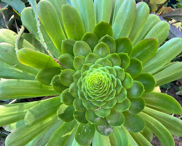 2 Aeonium Arboreum Unrooted Cuttings (Aeonium Tree) 2-4" – Succulent for Grafting, Rooting, or Propagation