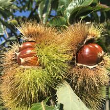 20 Dunstan Chestnut Seeds - Hybrid American-Chinese Edible Nut Tree Seeds