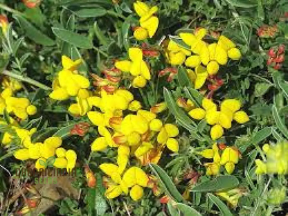 500 Birds Foot Trefoil Seeds | Lotus corniculatus | Non-GMO Ground Cover Wildflower | Fast-Growing for Meadows & Pollinator Gardens