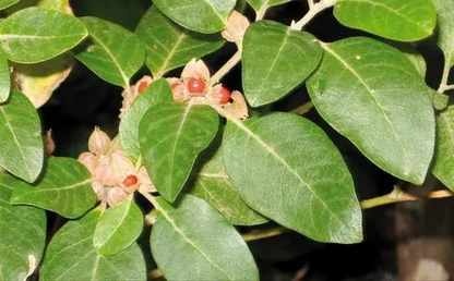 50 Ashwagandha Herb Seeds for planting | Withania somnifera (Indian Ginseng) - Grow Your Own Plant