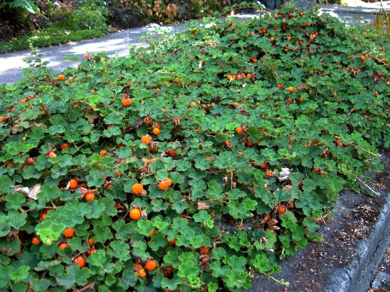 Rubus pentalobus Cuttings - 4 Count - Rooted Plants - Evergreen Ground Cover