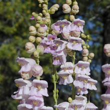 100 mg Seeds Penstemon Palmeri (Palmer's Beardtongue) for Planting | Fragrant Native Wildflower for Dry, Rocky Soils & Pollinator Gardens