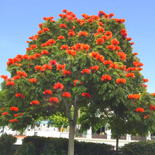 10 African Tulip Tree Seeds (Spathodea campanulata) – Exotic Blooms, 50 Ft Tall, Zones 10-12