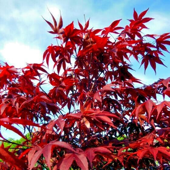 10 Dwarf Japanese Red Linear-Leaf Maple Seeds (Acer Scolopendrifolium) - Bonsai or Patio Tree