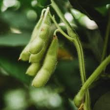 10 Edamame Soybean Seeds for Planting "Be Sweet" Japanese Vegetable, Glycine max, Asian Soybeans, Non-GMO, High-Quality Edamame Seeds