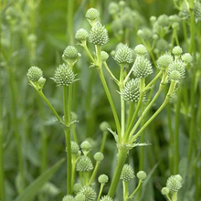 Rattlesnake Master Seeds – Eryngium yuccifolium – 1g for Planting, Native Prairie Perennial, Unique Spiky Flowers, Drought-Tolerant Plant