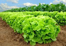 Buttercrunch Lettuce Seeds | AAS Winner | Heirloom | Non-GMO | Slow to Bolt | Heat Tolerant |