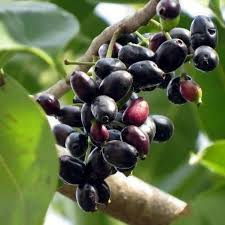 Black Java Plum (Syzygium cumini) – 12” Live Fruit Tree, Indian Jamun Plant